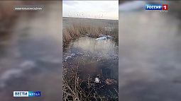 В Россельхознадзоре начали проверку после сюжета «Вестей» про трупы животных в озере Усть-Волчихи